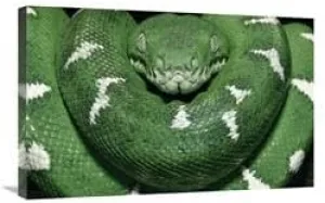 20 x 30 in. Special Color for Z-Gallerie- Emerald Tree Boa Showing Thermoreceptors Between The Labial Scales, Amazon, Ecuador Art Print - Pete Oxford