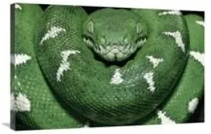 24 x 36 in. Special Color for Z-Gallerie- Emerald Tree Boa Showing Thermoreceptors Between The Labial Scales, Amazon, Ecuador Art Print - Pete Oxford