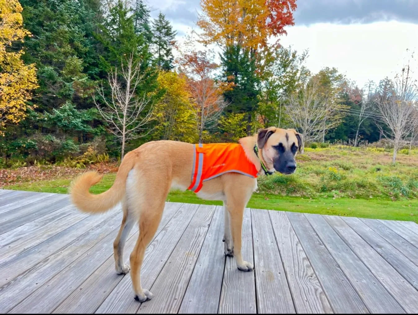 Lite Dog Vest. Coverage to Mid Back. Reflective Hi Visibility Blaze Orange Fluorescent Fabric Helps to Keep Them in Sight and Safe On and Off Leash. X-Small